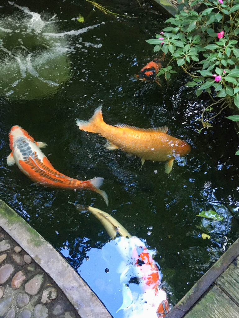 Koi fish pond at Fern Forest Cafe, Chiang Mai, Thailand