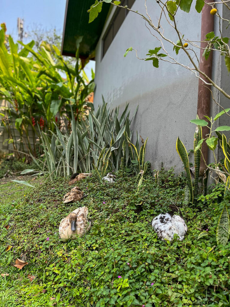 Ducks at Early Owls Cafe, Chiang Mai, Thailand