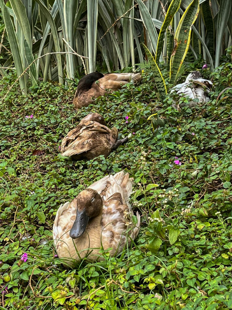 Ducks at Early Owls Cafe, Chiang Mai, Thailand