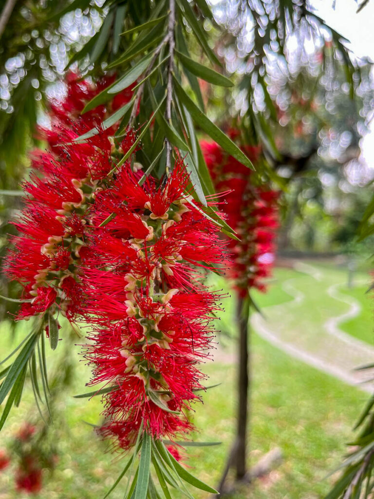 The gardens at Early Owls, Chiang Mai, Thailand