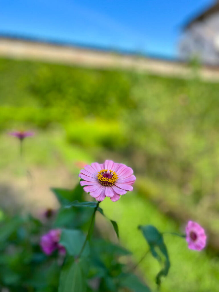 The gardens at Early Owls, Chiang Mai, Thailand