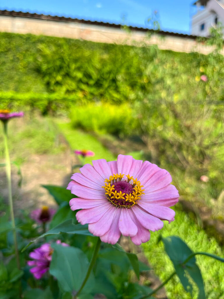 The gardens at Early Owls, Chiang Mai, Thailand