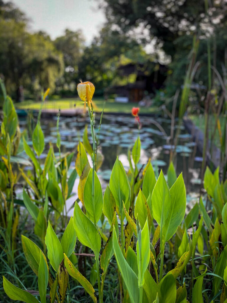 The lily pond at Early Owls Cafe, Chiang Mai, Thailand