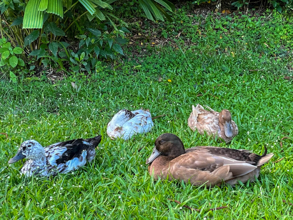 Ducks at Early Owls Cafe, Chiang Mai, Thailand