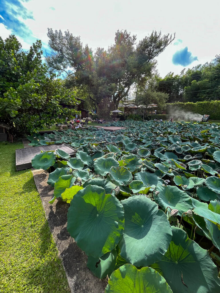 The lily pond at Early Owls Cafe, Chiang Mai, Thailand