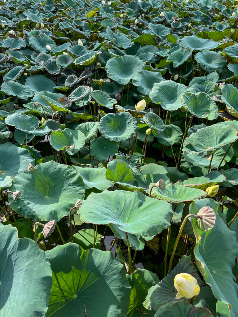 The lily pond at Early Owls Cafe, Chiang Mai, Thailand