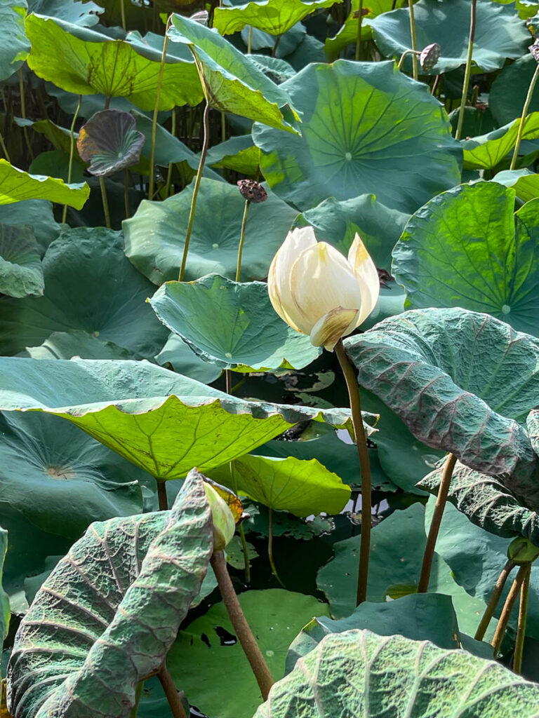 The lily pond at Early Owls Cafe, Chiang Mai, Thailand
