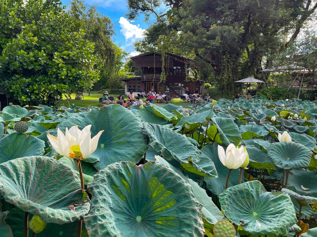 The lily pond at Early Owls Cafe, Chiang Mai, Thailand