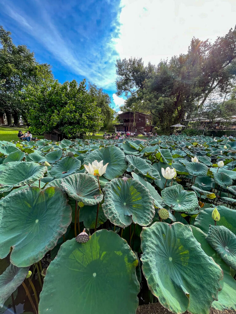 The lily pond at Early Owls Cafe, Chiang Mai, Thailand
