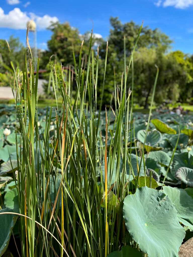 The lily pond at Early Owls Cafe, Chiang Mai, Thailand