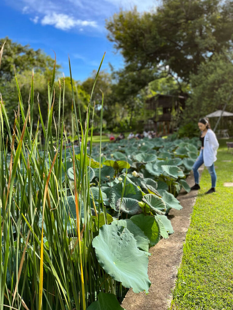The lily pond at Early Owls Cafe, Chiang Mai, Thailand