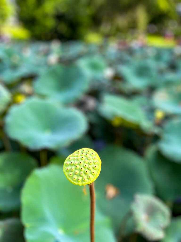 The lily pond at Early Owls Cafe, Chiang Mai, Thailand