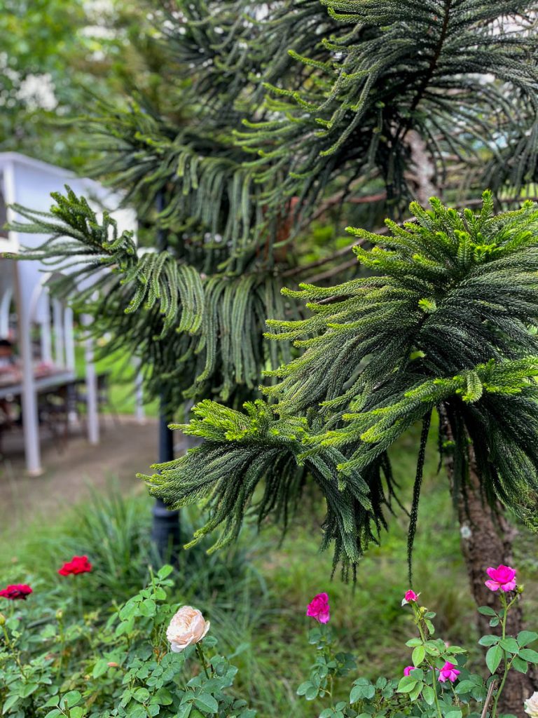 The Gardens at Fleur Cafe &amp; Eatery, Chiang Mai, Thailand