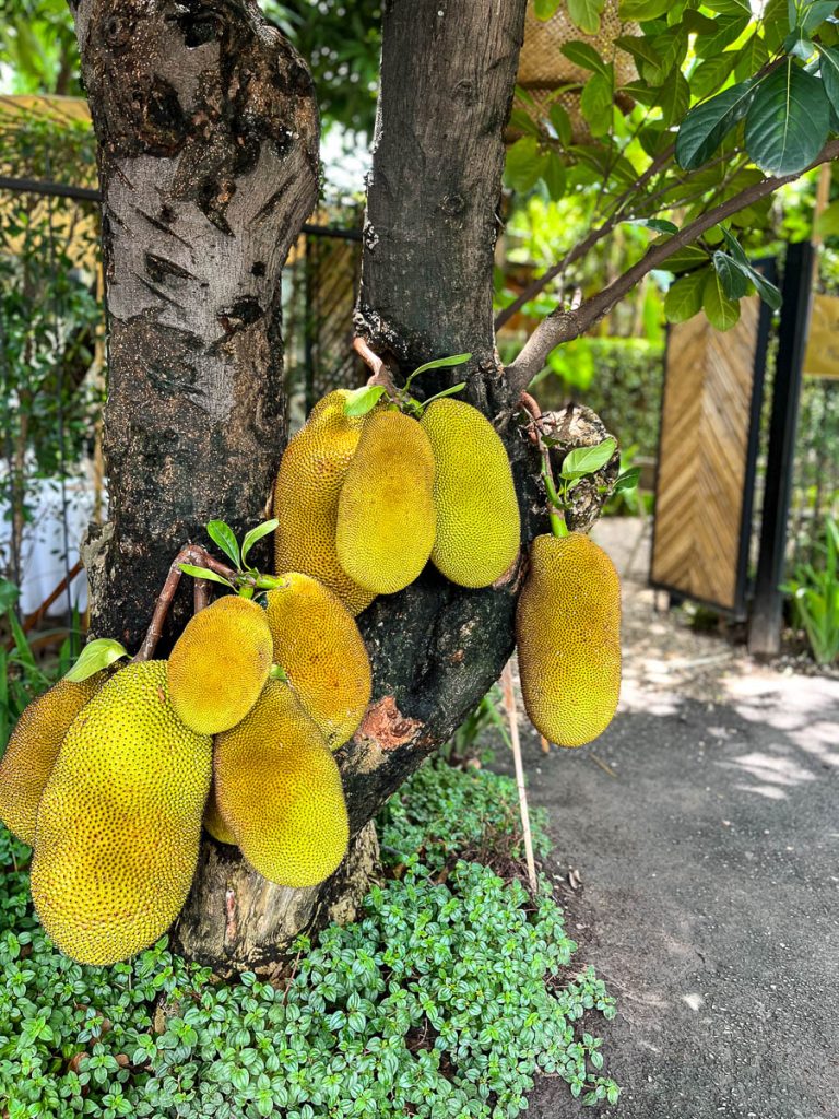 The garden at LANN Cafe, Chiang Mai, Thailand